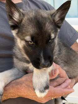 Duke, an adopted Siberian Husky & German Shepherd Dog Mix in Irvine, CA_image-3