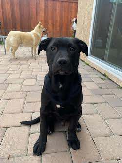 Cole, an adopted Labrador Retriever & Bullmastiff Mix in Irvine, CA_image-1
