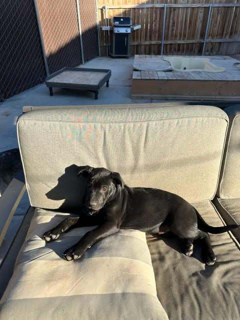 Cole, an adopted Labrador Retriever & Bullmastiff Mix in Irvine, CA_image-3