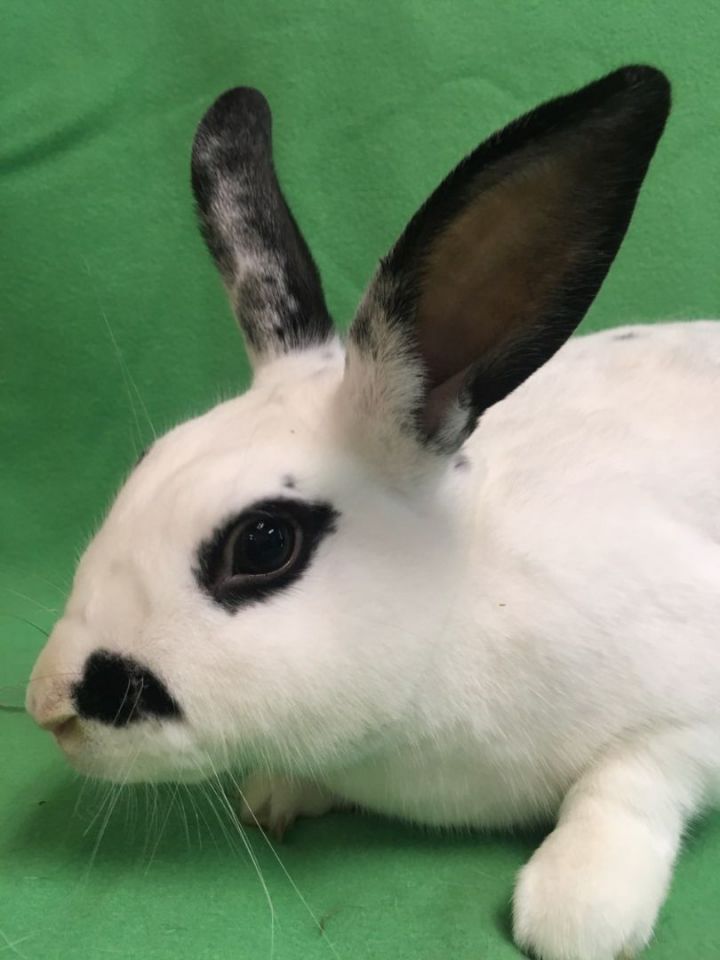 Jackie O, an adoptable Bunny Rabbit in Haltom City, TX_image-2