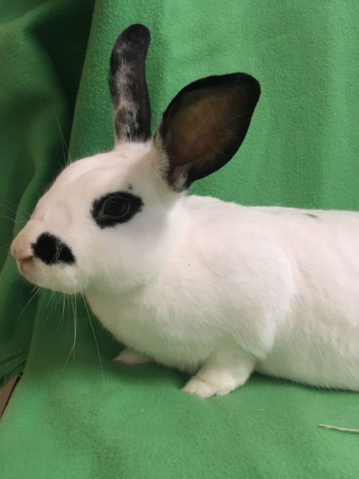 Jackie O, an adoptable Bunny Rabbit in Haltom City, TX_image-3
