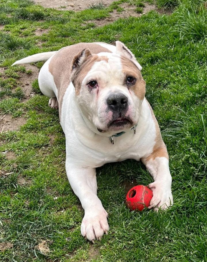 Petey, an adoptable American Bulldog Mix in Spring Lake, NJ_image-1