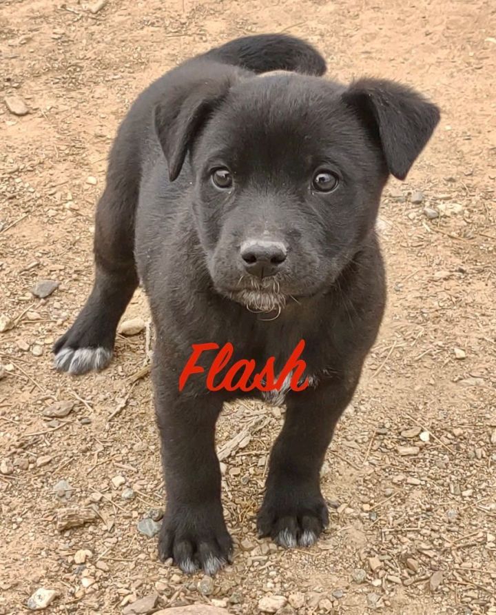 Flash, an adoptable Labrador Retriever Mix in Prescott, AZ_image-1