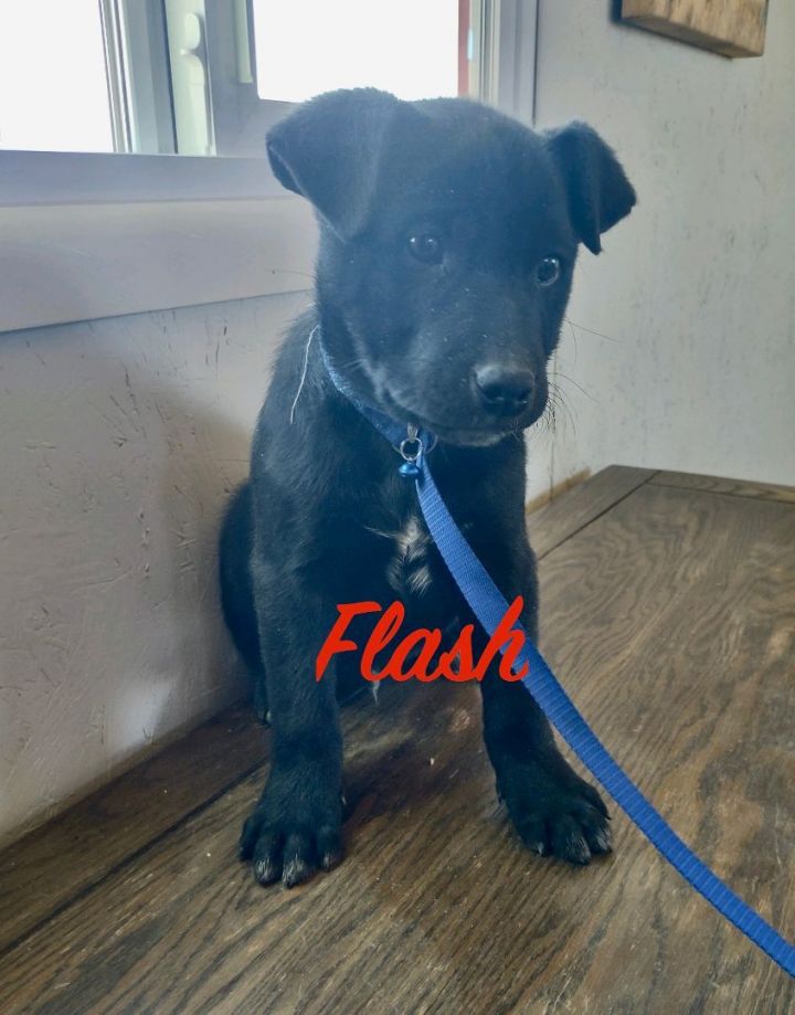 Flash, an adoptable Labrador Retriever Mix in Prescott, AZ_image-2