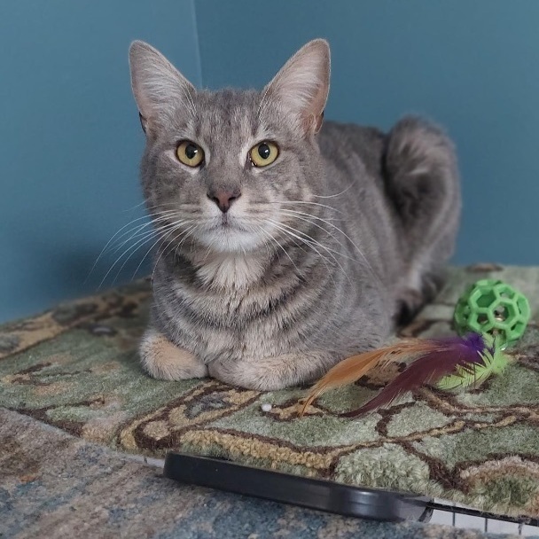 Kroger , an adoptable Tabby in Decatur, GA_image-5