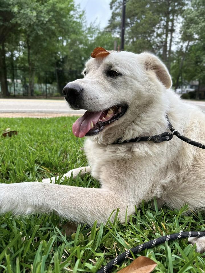 Sammie, an adoptable Great Pyrenees in Spring, TX_image-5