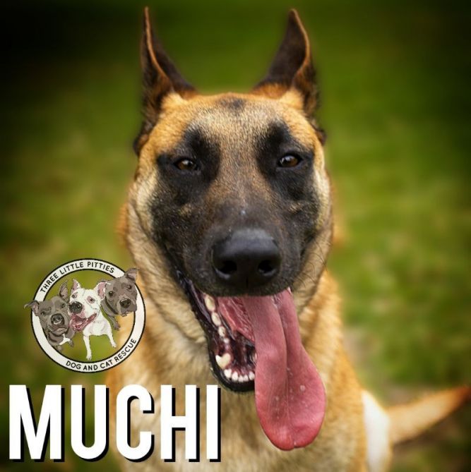 Muchi 