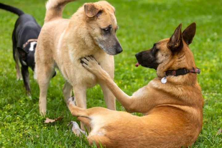 Muchi , an adoptable German Shepherd Dog Mix in vancouver, WA_image-4