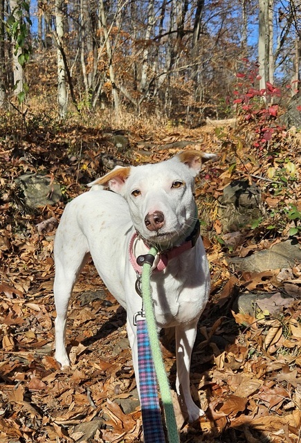Gracie Desi Dog, an adoptable Labrador Retriever & Whippet Mix in Alexandria, VA_image-2