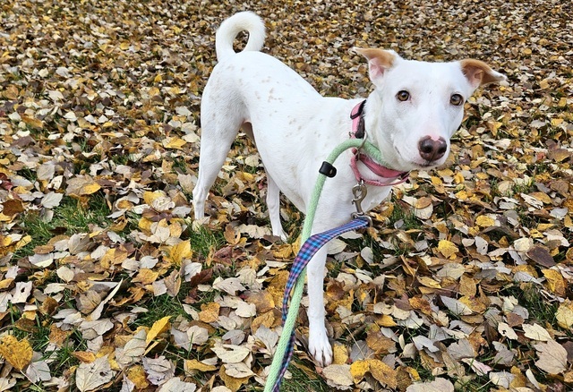 Gracie Desi Dog, an adoptable Labrador Retriever & Whippet Mix in Alexandria, VA_image-4