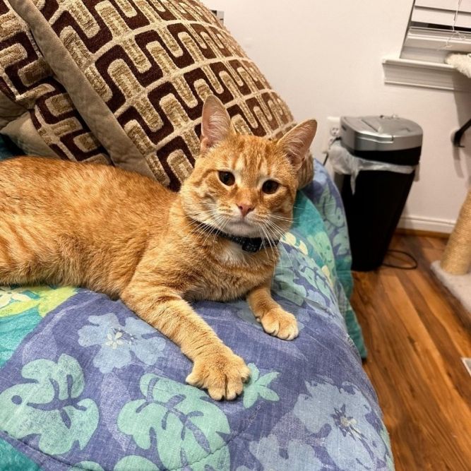 Franklin