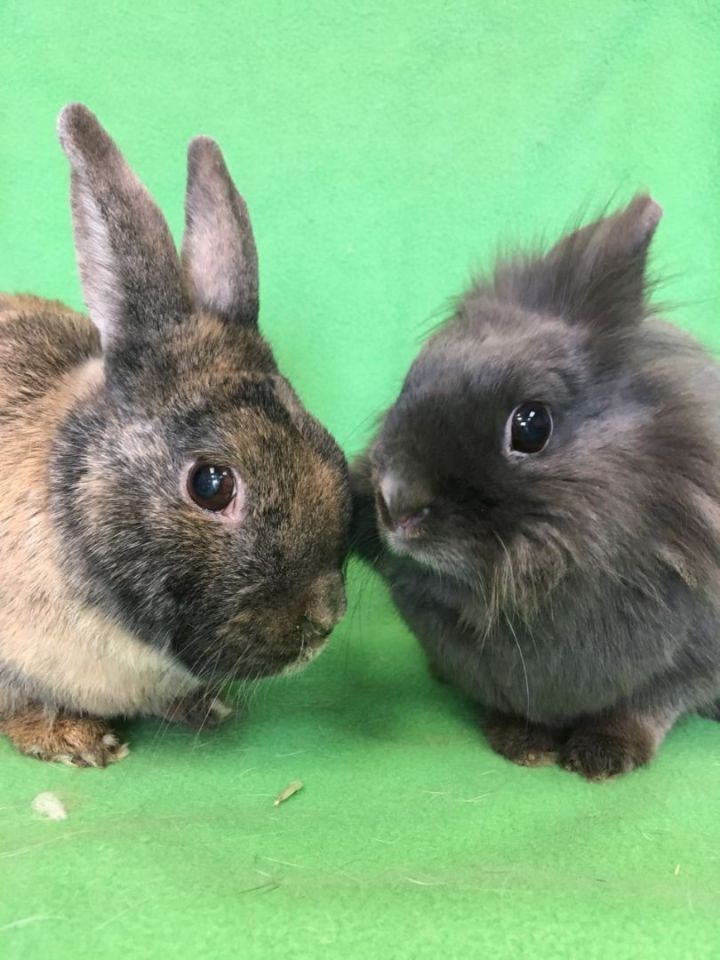 Jojo & Penny 3