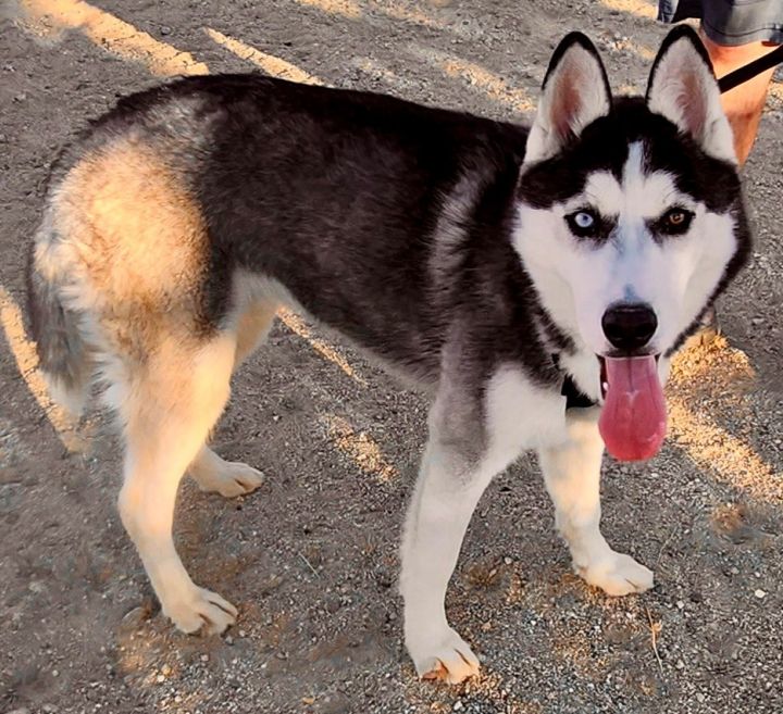 Buster, an adoptable Husky in Lancaster, CA_image-3