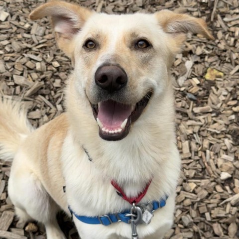 Clarence, an adoptable Labrador Retriever Mix in Falls Church, VA_image-6