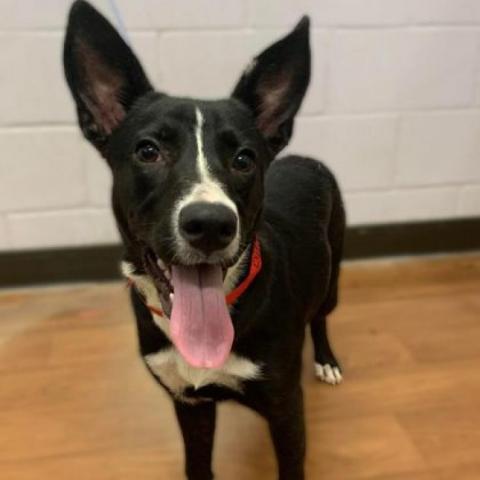 Reilly, an adoptable Smooth Collie Mix in Falls Church, VA_image-2