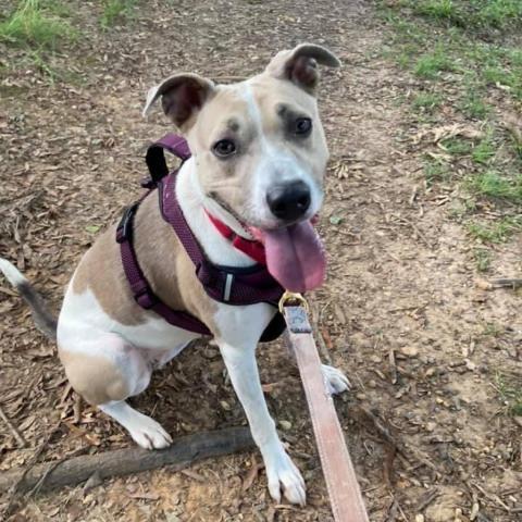 Zara, an adoptable Pit Bull Terrier Mix in Falls Church, VA_image-4