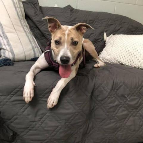 Zara, an adoptable Pit Bull Terrier Mix in Falls Church, VA_image-5