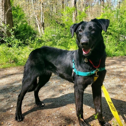 Casey Jae, an adoptable Black Labrador Retriever Mix in Falls Church, VA_image-4
