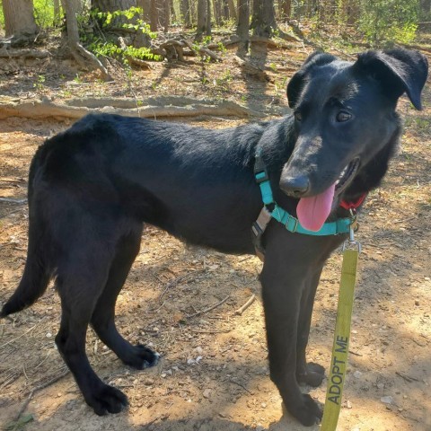 Casey Jae, an adoptable Black Labrador Retriever Mix in Falls Church, VA_image-6