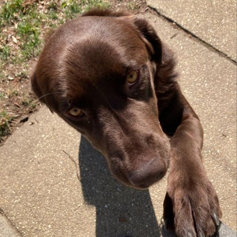 Pup Pup, an adoptable Labrador Retriever Mix in Falls Church, VA_image-3