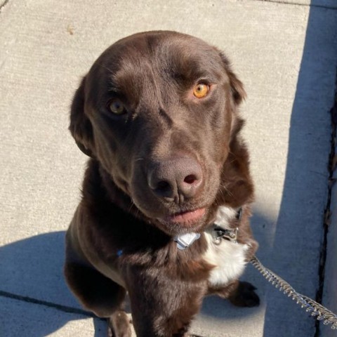 Pup Pup, an adoptable Labrador Retriever Mix in Falls Church, VA_image-4