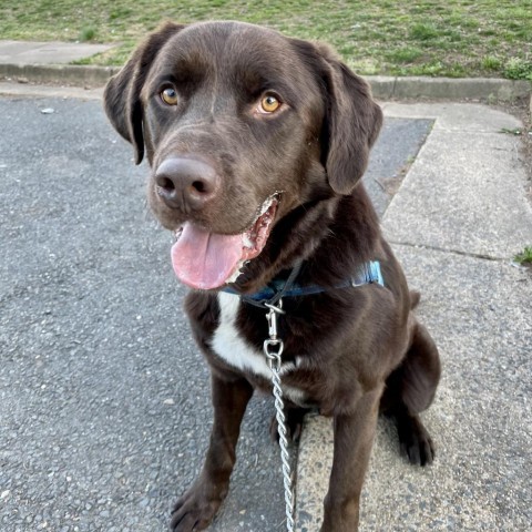 Pup Pup, an adoptable Labrador Retriever Mix in Falls Church, VA_image-5