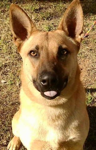 TG-Beauty, an adopted German Shepherd Dog Mix in Frankston, TX_image-1