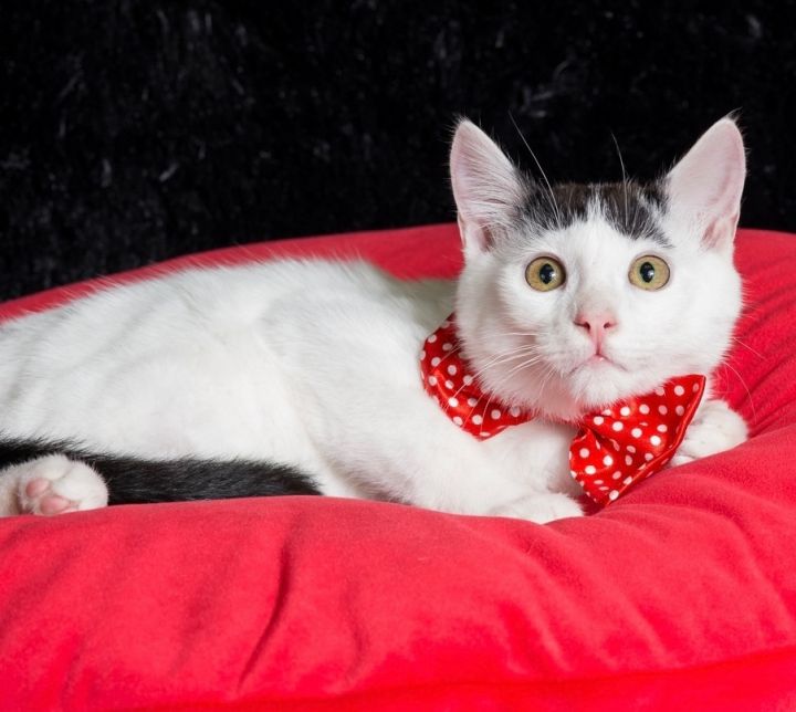 Capelli, an adoptable Domestic Short Hair Mix in Jacksonville, FL_image-3