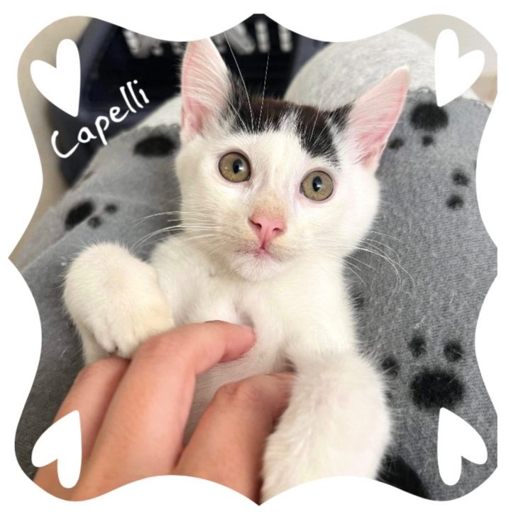 Capelli, an adoptable Domestic Short Hair Mix in Jacksonville, FL_image-4