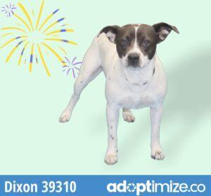 Dixon, an adoptable Mixed Breed in Bainbridge, GA_image-1