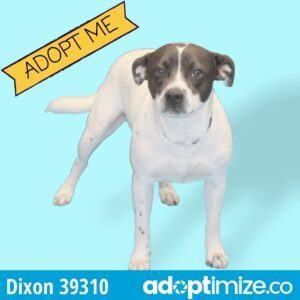 Dixon, an adoptable Mixed Breed in Bainbridge, GA_image-2