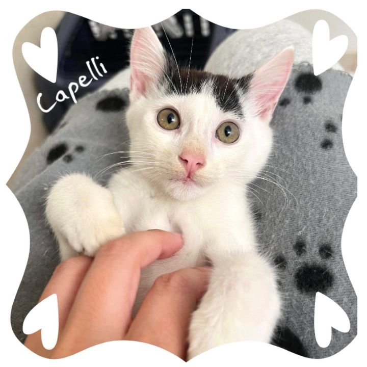 Capelli, an adoptable Domestic Short Hair Mix in Tampa, FL_image-4