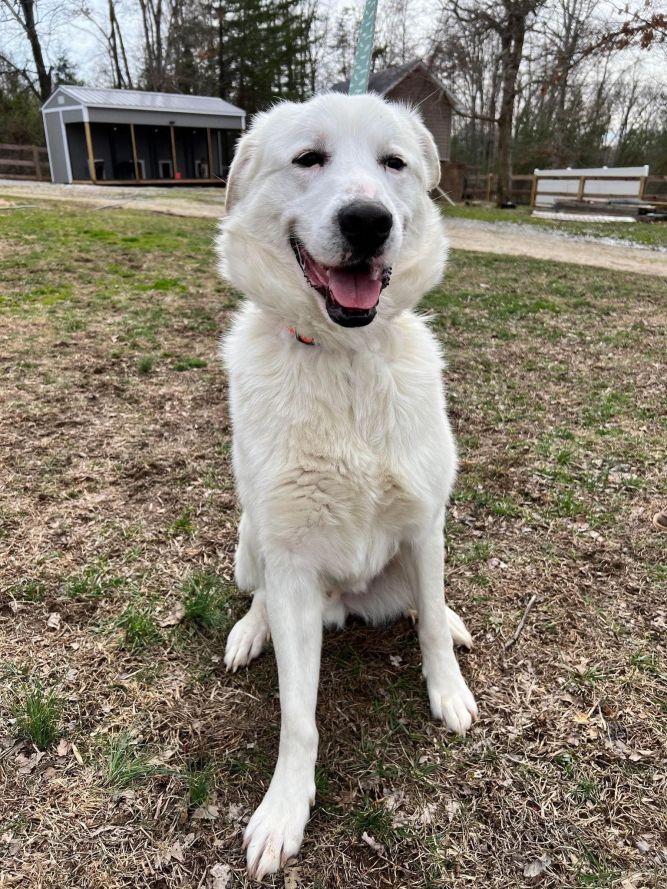Sammy *Help! I need a foster home!*