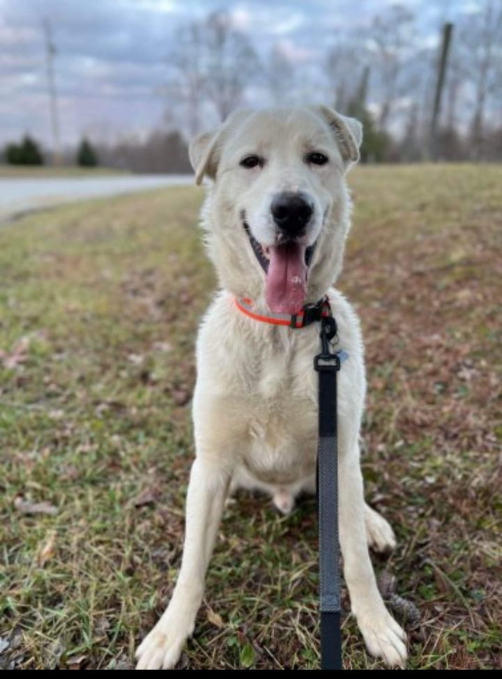 Sammy *Help! I need a foster home!*, an adoptable Great Pyrenees & Labrador Retriever Mix in Crystal, MN_image-3