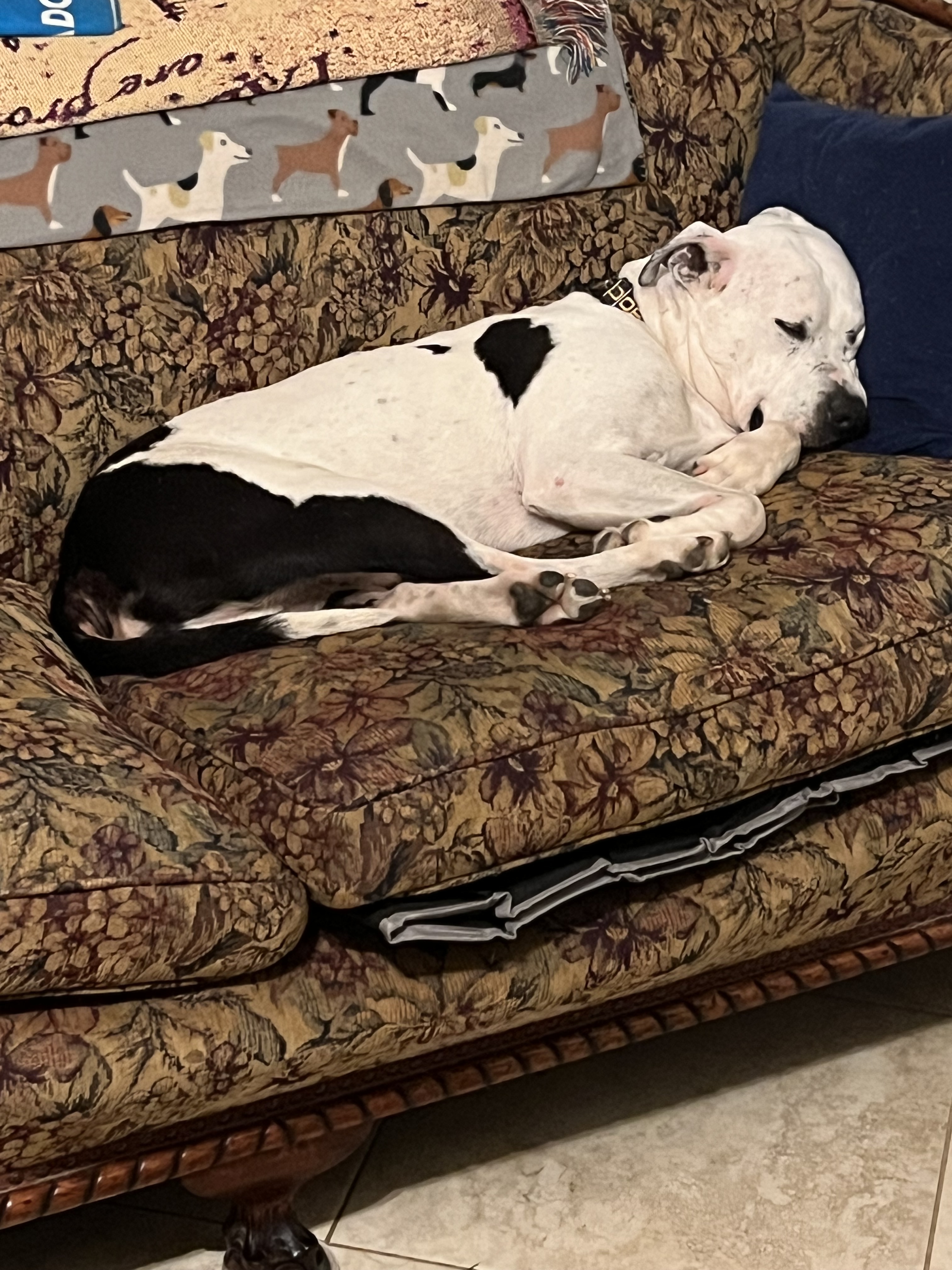 Pappas (URGENT), an adoptable Pit Bull Terrier in Tracy, CA, 95304 | Photo Image 3