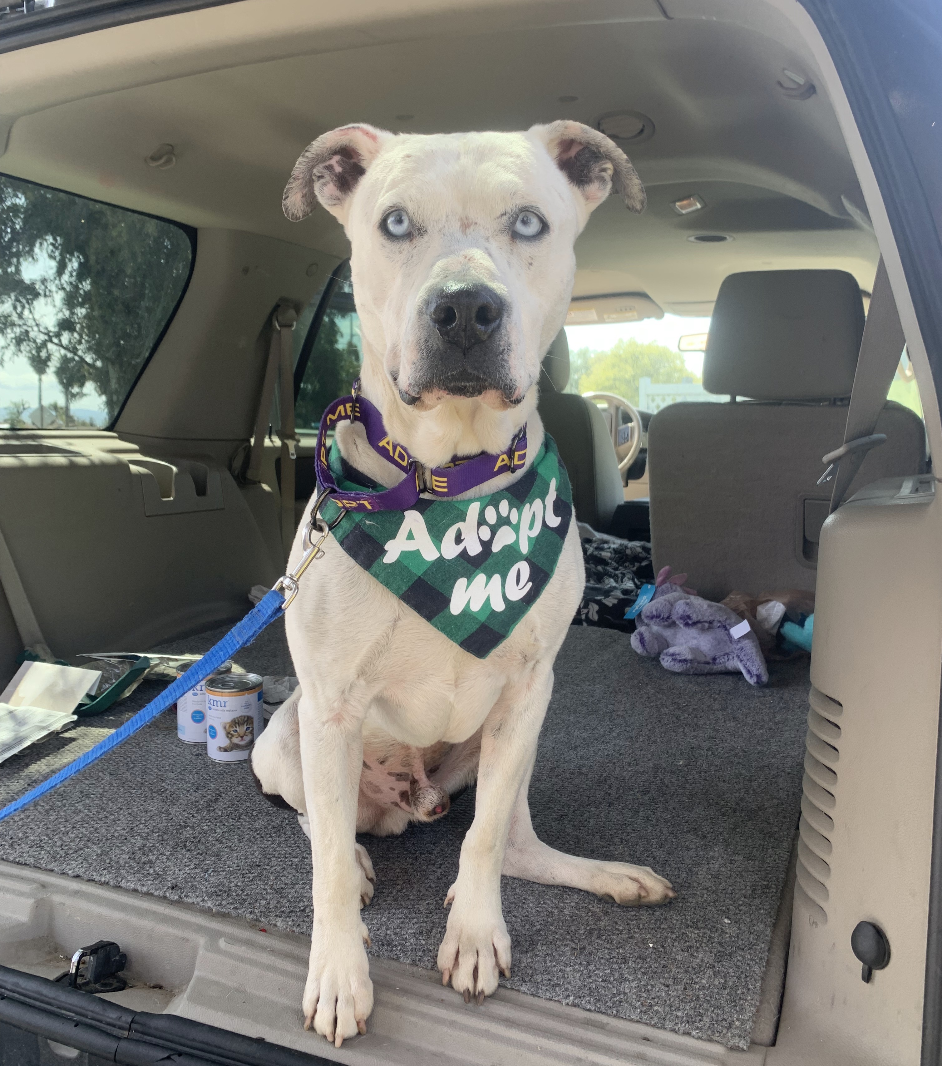 Pappas (URGENT), an adoptable Pit Bull Terrier in Tracy, CA, 95304 | Photo Image 3