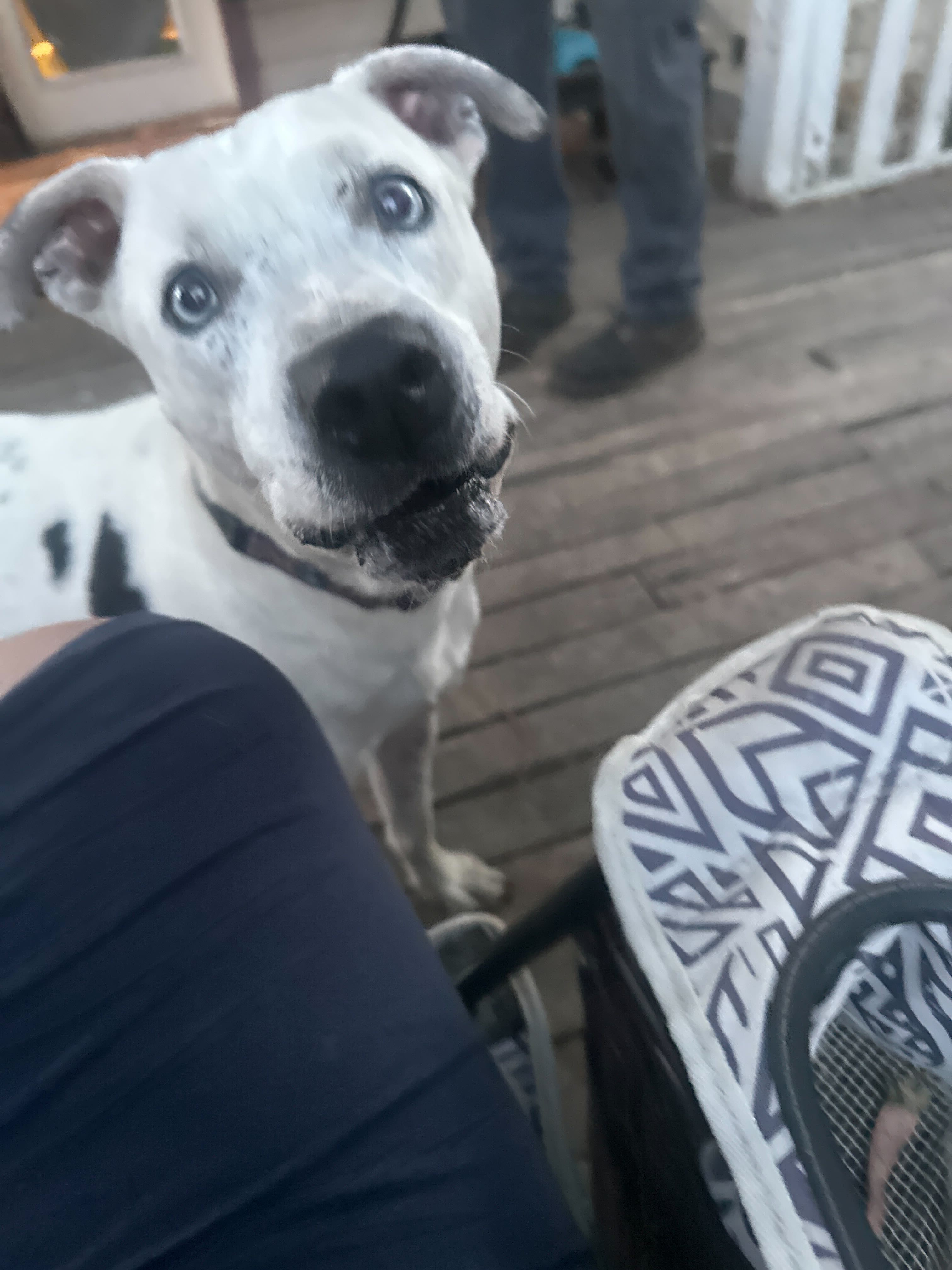 Pappas (URGENT), an adoptable Pit Bull Terrier in Tracy, CA, 95304 | Photo Image 3