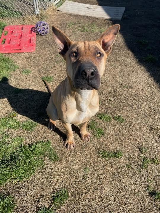 Shar pei hot sale ridgeback