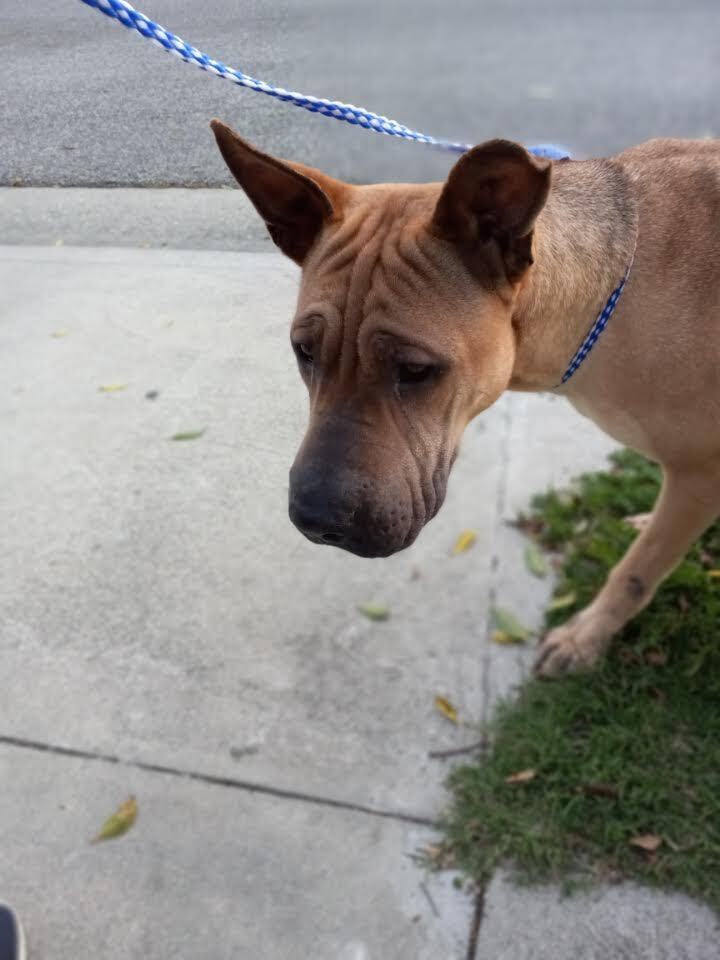 Rhodesian ridgeback best sale shar pei