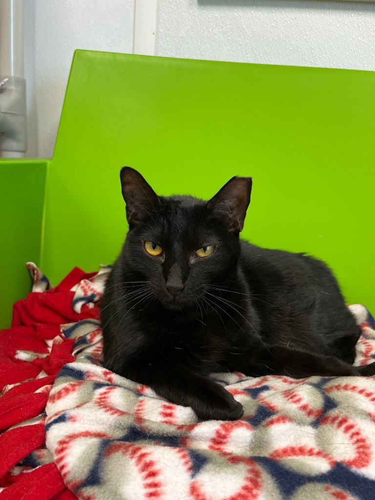 Toodles, an adoptable Domestic Short Hair in Corpus Christi, TX, 78414 | Photo Image 1