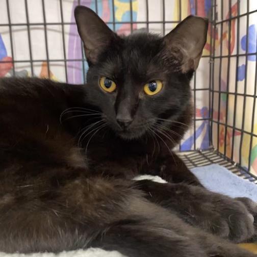 Toodles, an adoptable Domestic Short Hair in Corpus Christi, TX, 78414 | Photo Image 2