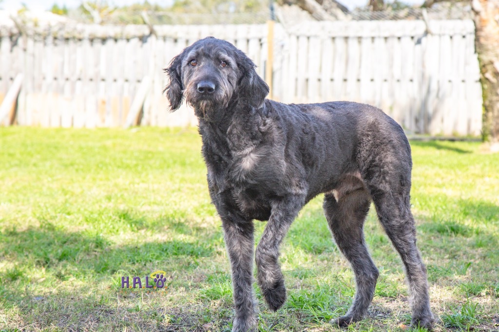 Reddington, an adoptable Schnauzer, Poodle in Sebastian, FL, 32958 | Photo Image 2