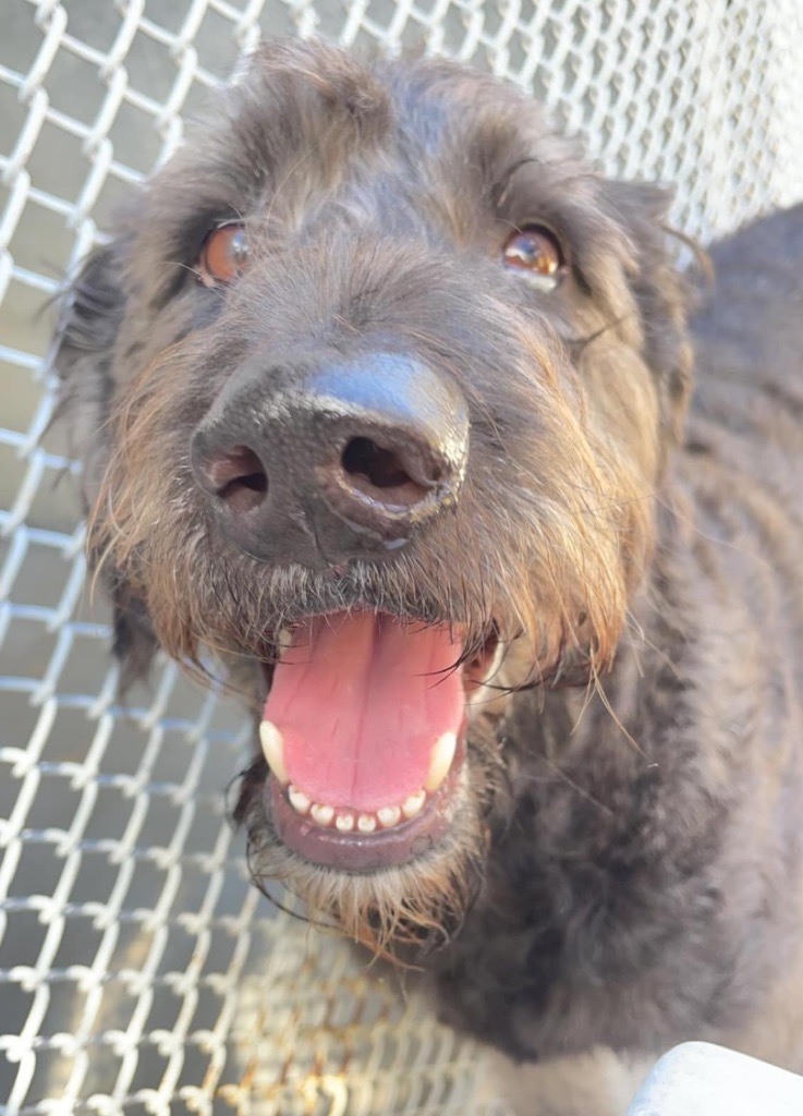 Reddington, an adoptable Schnauzer, Poodle in Sebastian, FL, 32958 | Photo Image 3