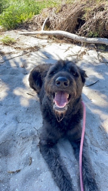 Reddington, an adoptable Schnauzer, Poodle in Sebastian, FL, 32958 | Photo Image 4