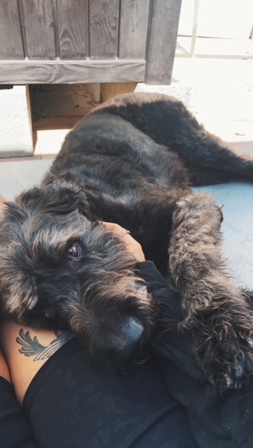 Reddington, an adoptable Schnauzer, Poodle in Sebastian, FL, 32958 | Photo Image 5