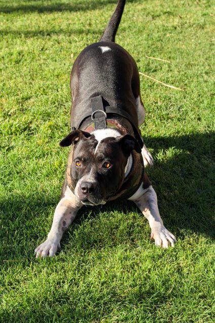 MOSLEY, an adoptable American Bulldog in Chandler, AZ, 85249 | Photo Image 1