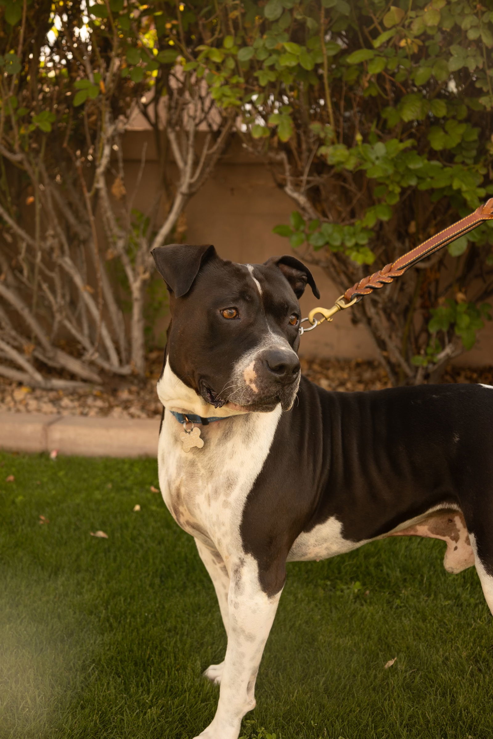 MOSLEY, an adoptable American Bulldog in Chandler, AZ, 85249 | Photo Image 2
