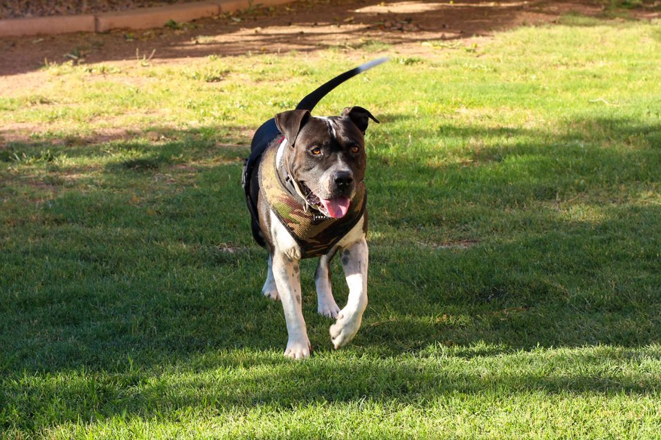 MOSLEY, an adoptable American Bulldog in Chandler, AZ, 85249 | Photo Image 3