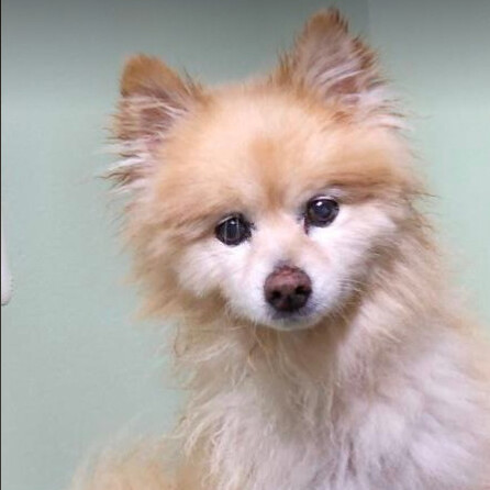 Senior store pomeranian rescue