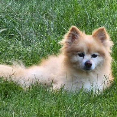 Poppy, an adoptable Pomeranian in Barrington Hills, IL, 60010 | Photo Image 2